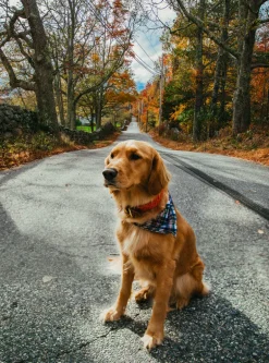 Narragansett Lifeguard Dog Collar